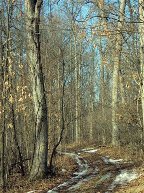 Property photo 3 - 66 Acres Offered in 3 Tracts
